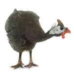 Guinea fowl