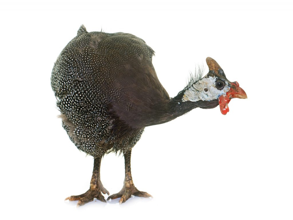 Guinea fowl