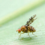 Close-up of a fruit fly with patterned wings and red eyes on a green leaf