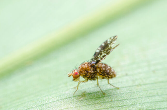 Close-up of a fruit fly with patterned wings and red eyes on a green leaf