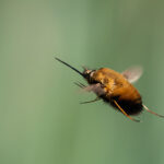 A bee-fly in mid air with wings and legs outstretched