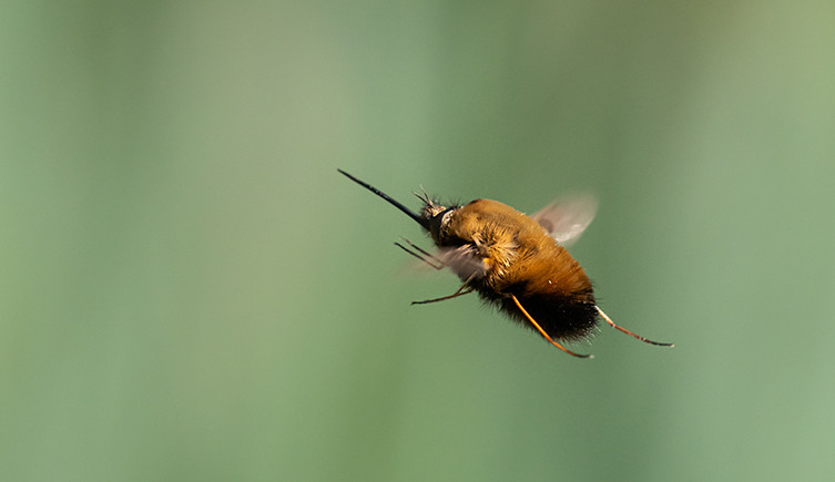 A bee-fly in mid air with wings and legs outstretched