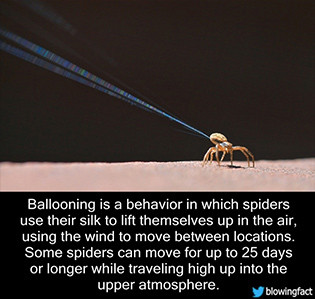 Spider using silk for aerial dispersal, a form of high-altitude flight