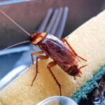 A close-up shot of a Southern California cockroach, highlighting its size and coloration.