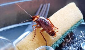 A close-up shot of a Southern California cockroach, highlighting its size and coloration.