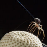 When spiders sense an electric field, they extend their spinnerets into the air to release silk, a behavior known as 'tiptoeing,' signaling their readiness for takeoff.