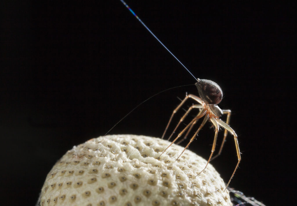 When spiders sense an electric field, they extend their spinnerets into the air to release silk, a behavior known as 'tiptoeing,' signaling their readiness for takeoff.
