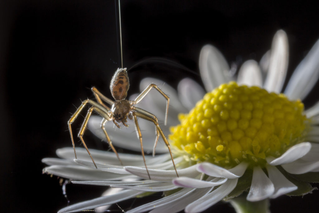 Once airborne, spiders can travel short distances of a few feet or embark on epic journeys spanning thousands of miles, even crossing oceans to colonize new continents.