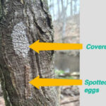 Spotted lanternfly egg mass and exposed eggs