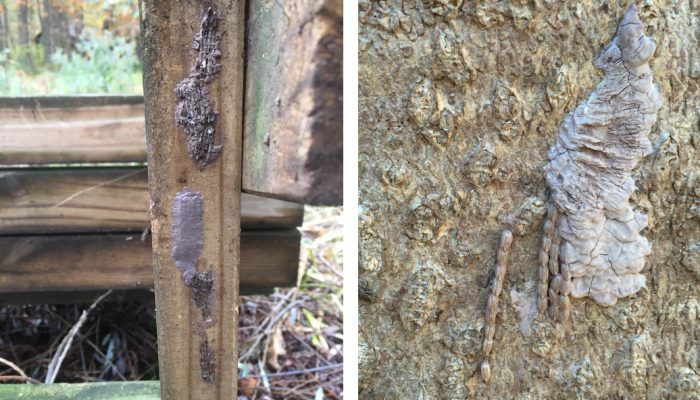 Spotted lanternfly egg mass on a bench post and close-up