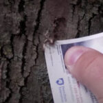 Crushing spotted lanternfly egg mass with a credit card. Best method to destroy spotted lanternfly eggs is by crushing them with a hard object.