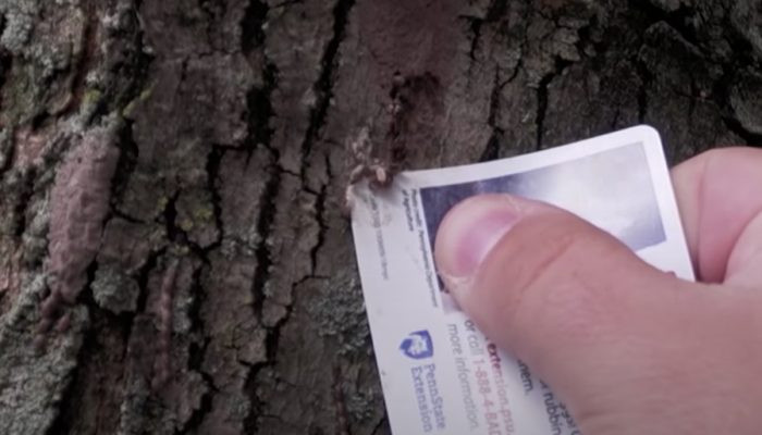 Crushing spotted lanternfly egg mass with a credit card. Best method to destroy spotted lanternfly eggs is by crushing them with a hard object.