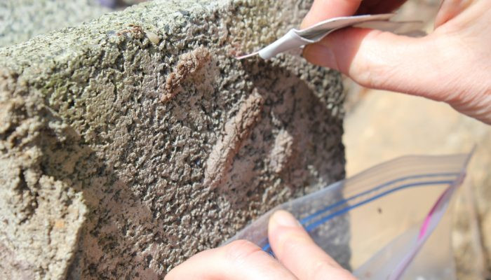 Scraping spotted lanternfly egg masses into a bag with alcohol. Scraping and bagging spotted lanternfly eggs is effective for destroying them.