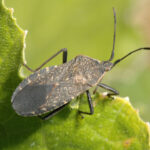 Adult squash bug, dark gray and flattened, on a green leaf