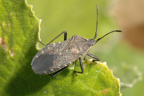 Adult squash bug, dark gray and flattened, on a green leaf