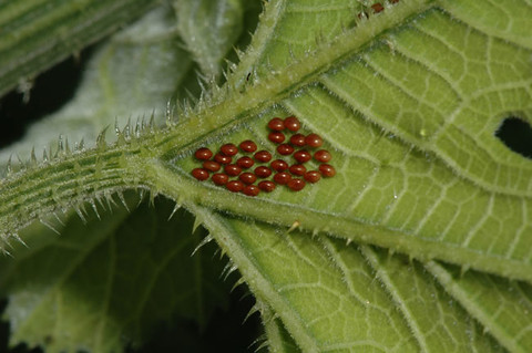 Cluster of bronze squash bug eggs laid in a V-shape on the underside of a leaf vein