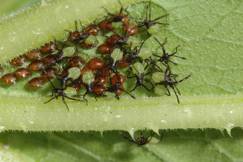 Newly hatched squash bug nymphs with light green abdomens and black heads