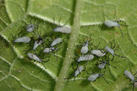 Squash bug nymphs in a later instar stage, showing a light gray coloration