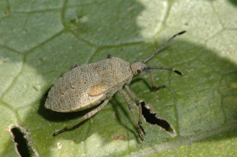 Mature squash bug nymph, brownish gray and nearing adult size