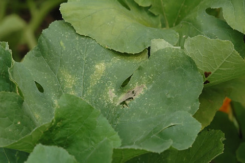 Yellow and brown spots on squash leaves indicating squash bug feeding damage
