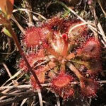 Sundew plant at Carolina Beach State Park