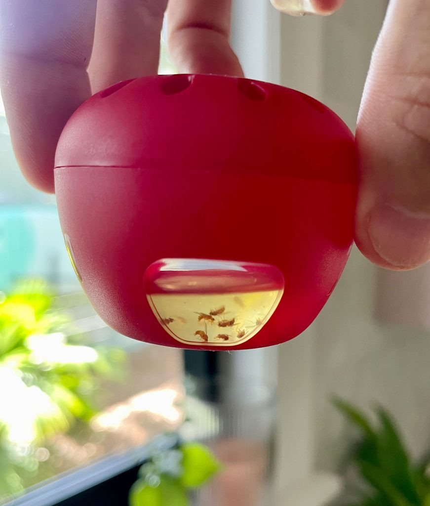 Terro Fruit Fly Trap With Dead Fruit Flies