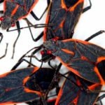 Boxelder Bugs