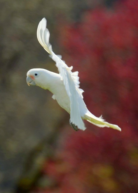 Topper in flight
