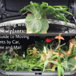 A person carefully packing a houseplant into a box for travel, ensuring the plant is secure and protected.