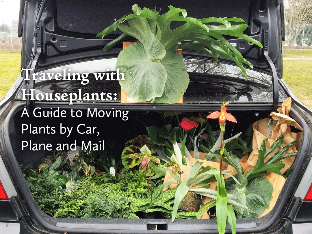 A person carefully packing a houseplant into a box for travel, ensuring the plant is secure and protected.