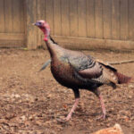 Wild Turkey in natural habitat