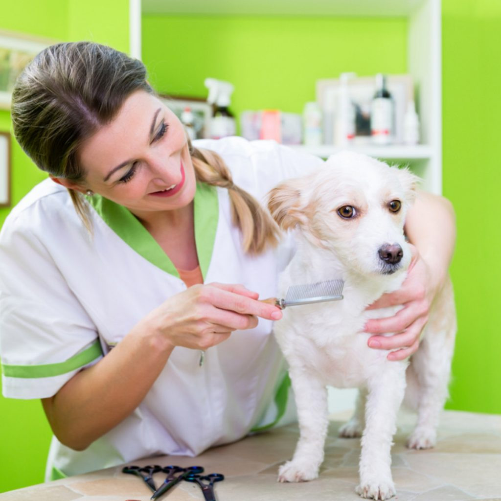 Groomer examining a dog, questioning &quot;Do fleas fly at the groomers?&quot;