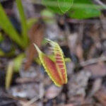Wild Venus flytrap in its natural habitat