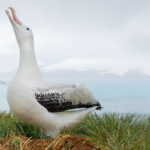 Wandering Albatross with massive wingspan soaring over the ocean