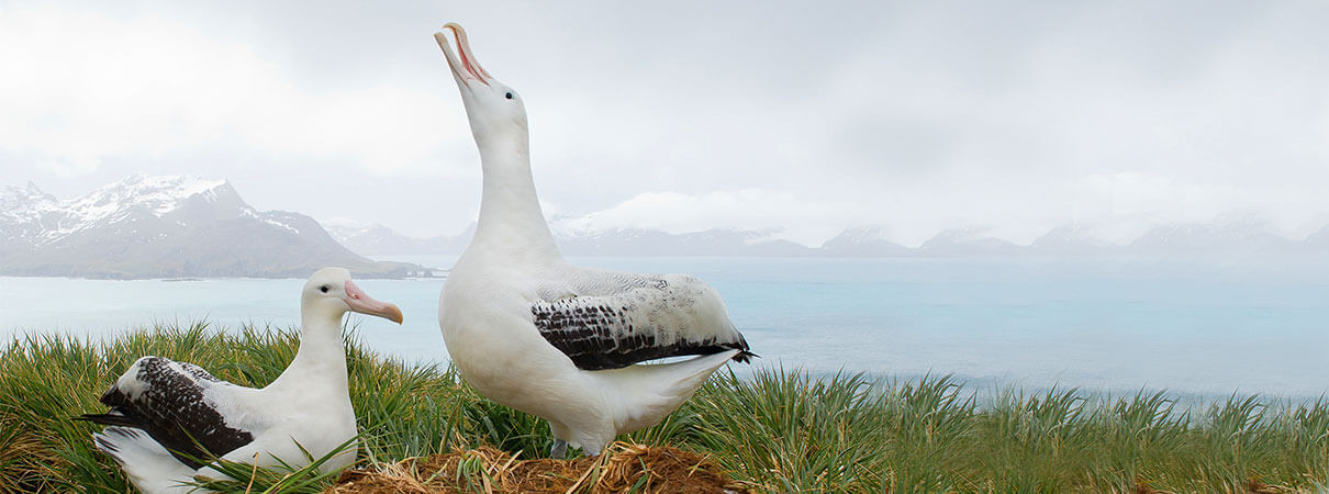 Wandering Albatross with massive wingspan soaring over the ocean