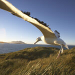 Wandering albatross landing at a nesting site, showcasing its impressive wingspan.