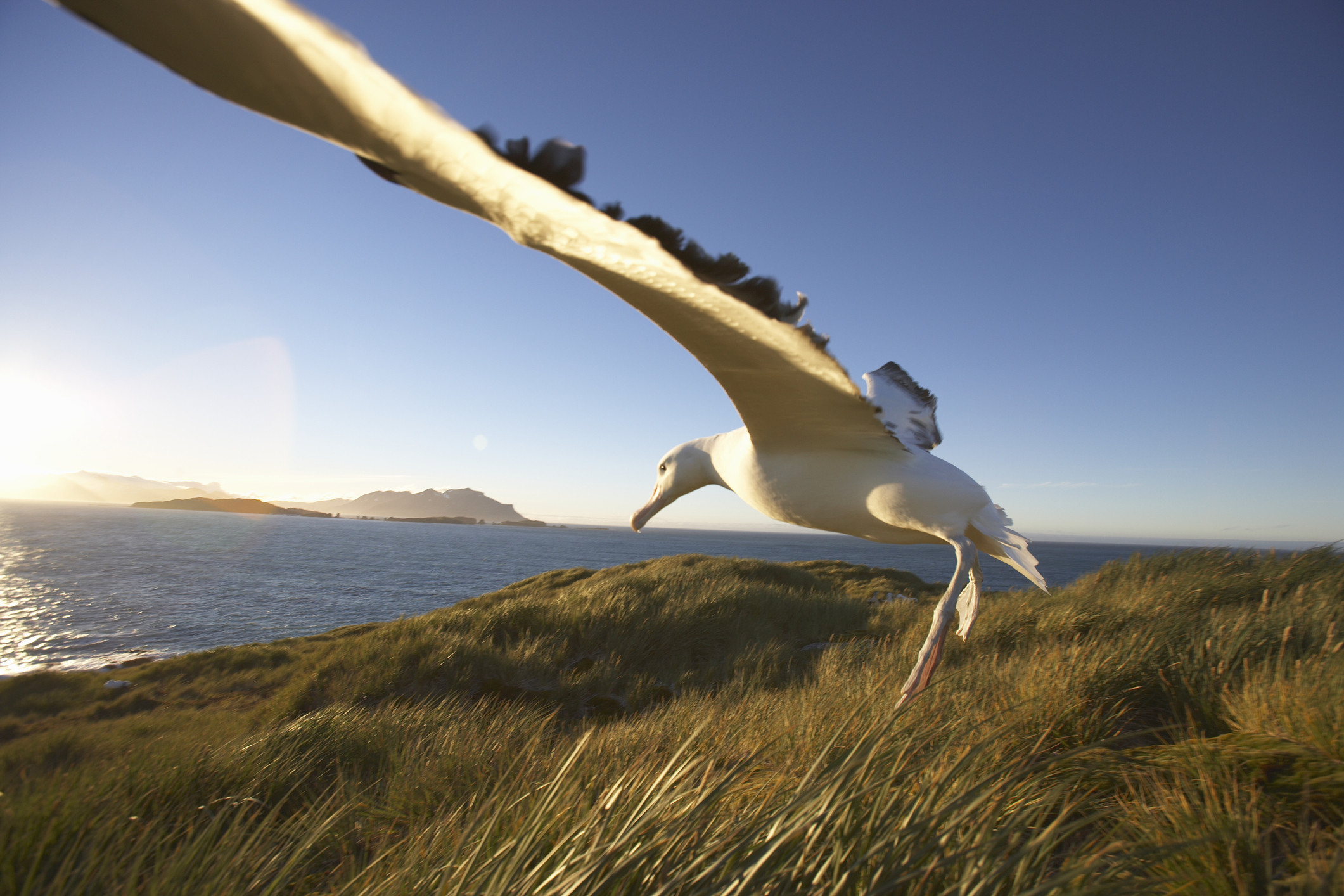 Wandering albatross landing at a nesting site, showcasing its impressive wingspan.