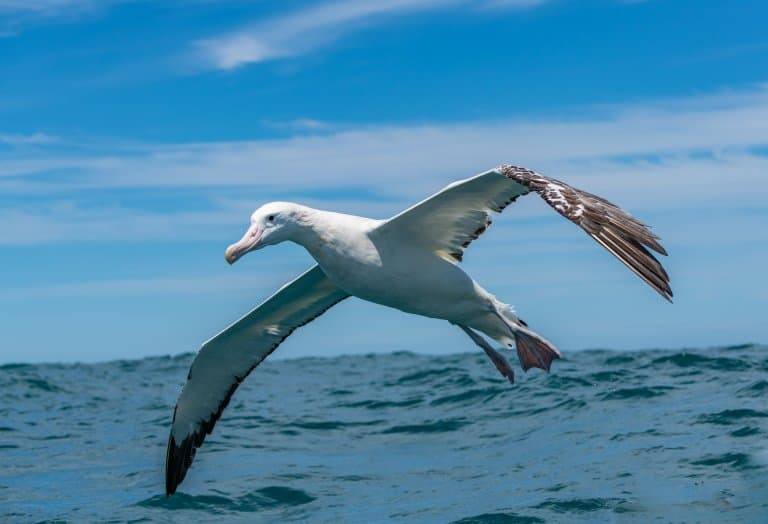Wandering Albatross in flight over the ocean, highlighting its enormous wingspan