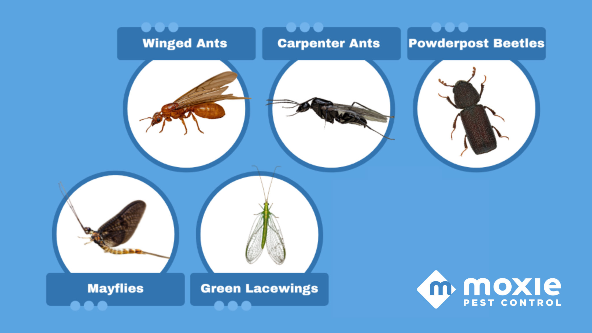 Winged Ants vs Flying Termites