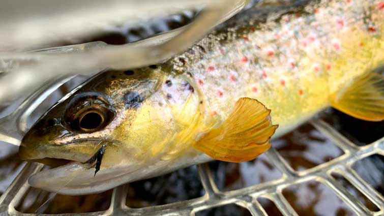 Small trout caught on a small fly and tippet