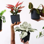 Fungus gnats on houseplant soil