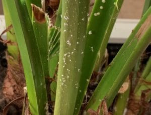 Close-up of mealybugs, showing their cottony appearance.