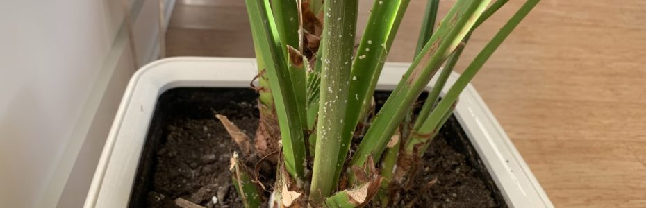 White specks on plant stems, possibly mealybugs or whiteflies.