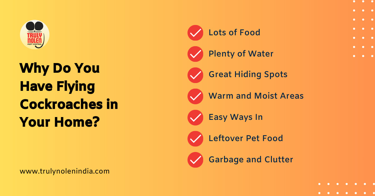 Reasons for flying cockroach infestation in homes: food sources, water access, hiding places, warm conditions, entry points, pet food, and clutter. #flyingroaches #cockroachprevention