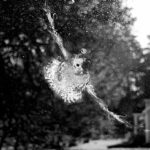 imprint of dove on plate glass window