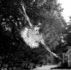 imprint of dove on plate glass window