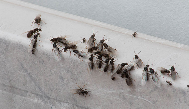 Black garden ant queen and workers