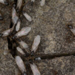 Winged ants about to fly