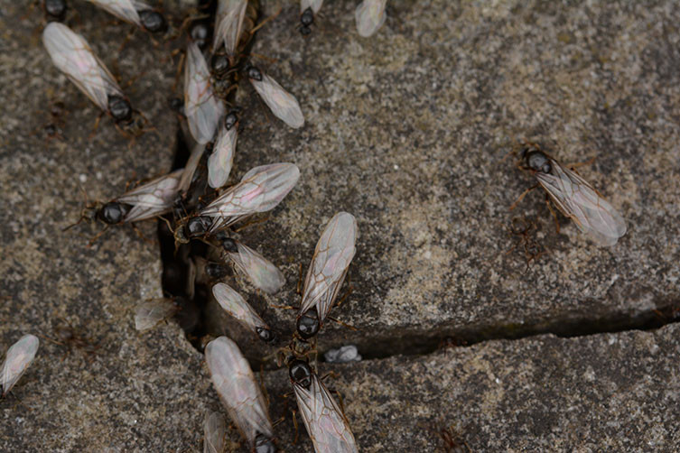 Winged ants preparing for flight on pavement