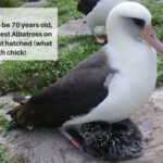 Wisdom Albatross Fun Fact